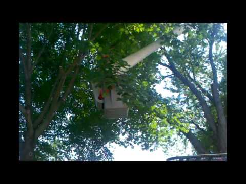 elliott tree - webster park ave.