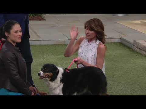 Geschirrleine 2-in-1 Geschirr & Leine mit Gummistoppern bei QVC