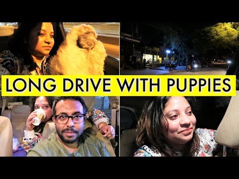 Long Drive With Puppies At Night | Long Drive At Late Night | Late Night Coffee At Starbucks Video