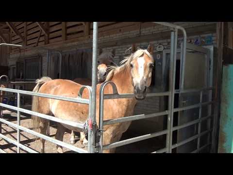 Haflingerherde Juli 2017 | Haflingerzucht Uebersax