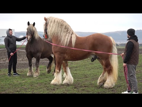 Caii lui Marius de la Turda, Cluj - 2024 Nou!!!