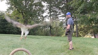 The Falconer's Journey Ep3