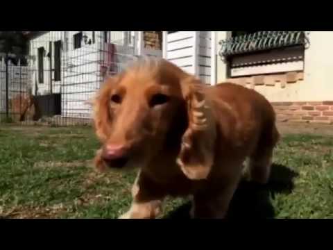 2017/06/03 dog run❶