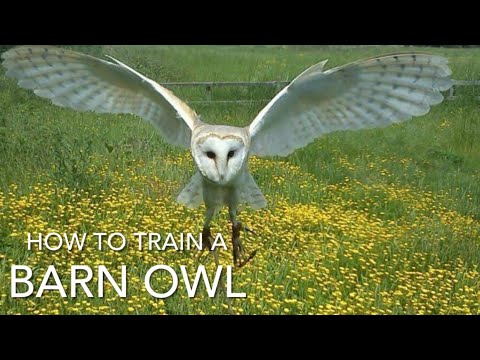 FALCONRY: Barn Owls, a species spotlight
