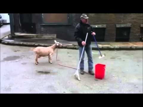 Iron Maiden - The Trooper Goat edition (ORIGINAL)