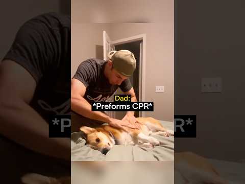 This Dog is An Actor