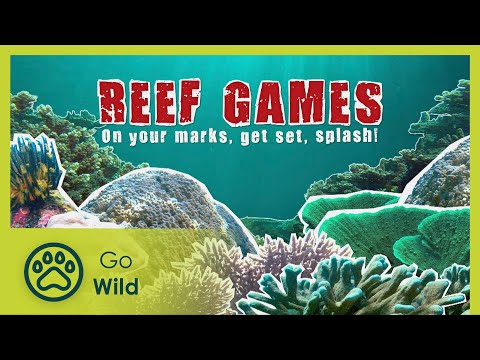 The sea is full of sporting talent - Barneys Barrier Reef 20/20 - Go Wild