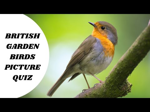 BRITISH GARDEN BIRDS PICTURE QUIZ - 20 Questions