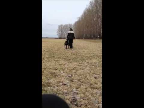 Dobguns nasira "brinna" 13 månader