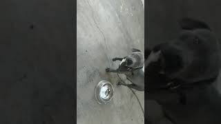 Pitbull blue vs pitbull terrier blanco con cafe