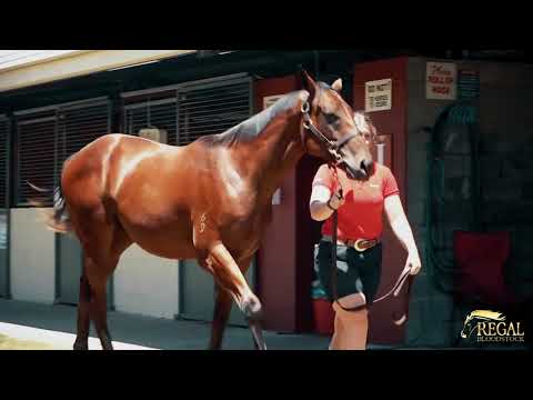 Regal Bloodstock - Fastnet Rock x Zero Tolerance 2021