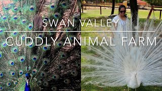 Swan valley cuddly animal farm, farm animals, school holidays, friendly animals