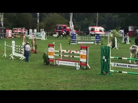 Zorni 2009 Stute Avagon x Landadel