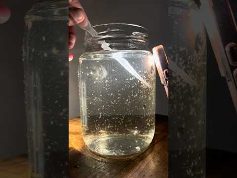 Starten Sie Ihre eigene Daphnienkultur! #Ökosystem #Aquarium #Zooplankton