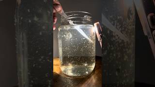 Start Your Own Daphnia Culture! #ecosystem #aquarium #zooplankton