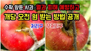 사과 응애 잡고 열과 피해 예방하며 개당 오천 원 받는 비결 공개