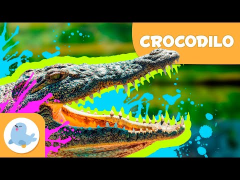 CROCODILO 🐊 Animais para crianças 🏞️ Episódio 14