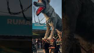 Download lagu Tradisi ampyang di desa Loram Kulon Jati Kudus tahun 2024 mp3