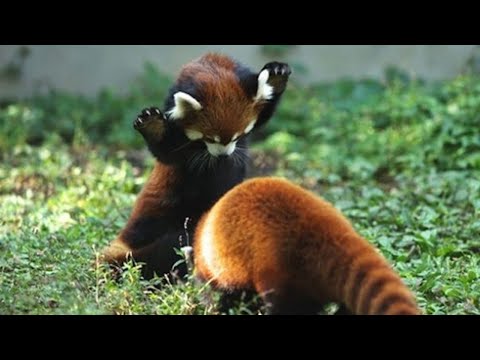Cute and Funny Moments with 🥰 Red Panda Compilation : 12 Interesting Facts about Red Panda