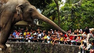 Download lagu 🌟🌟🌟 KEBUN BINATANG - Lagu Anak Indonesia Terbaru 2020 Tema hewan Binatang liburan untuk paud tk mp3