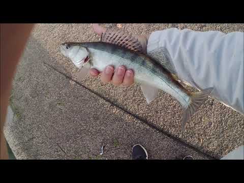 Kuhaa ja ahventa Helsingistä rannalta