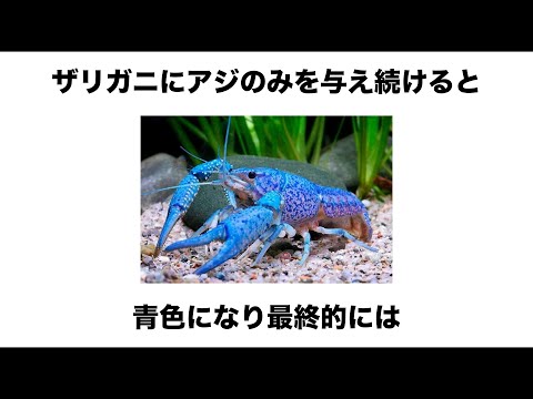 アンシロロミア・テンタキュレラ ©Entomart.ins