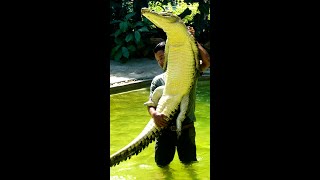 Lifting Crocodile #Kids Outdoor Adventure #Langkaw
