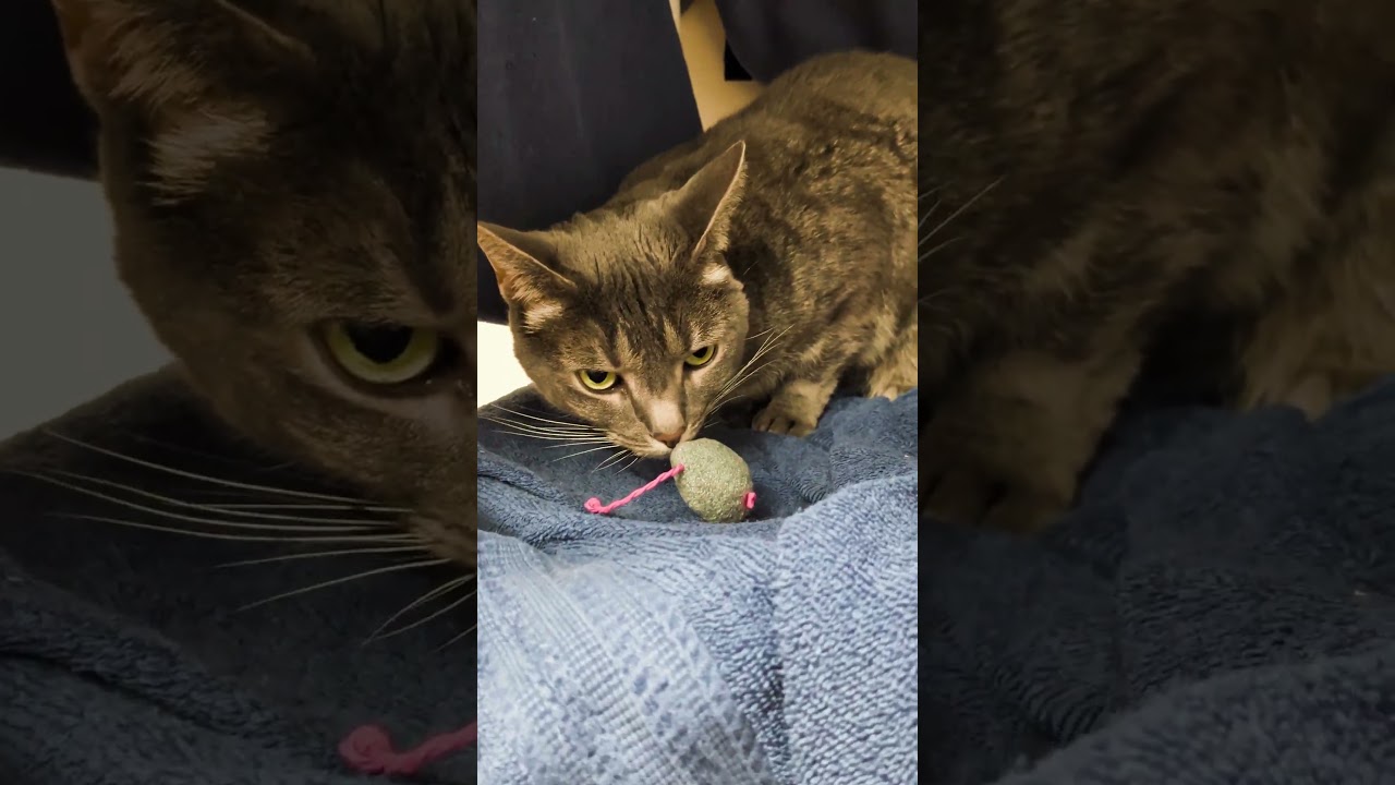 Enlarge Rose-In Foster, a Adoptable mixed breed in Springfield, MA video 6/6