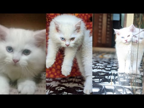 Our Pet Heizel 🐱 | New member in our family  🐈| AYSU Talks