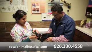 preview picture of video 'Welcome to Southern California Animal Hospital | La Puente, CA'