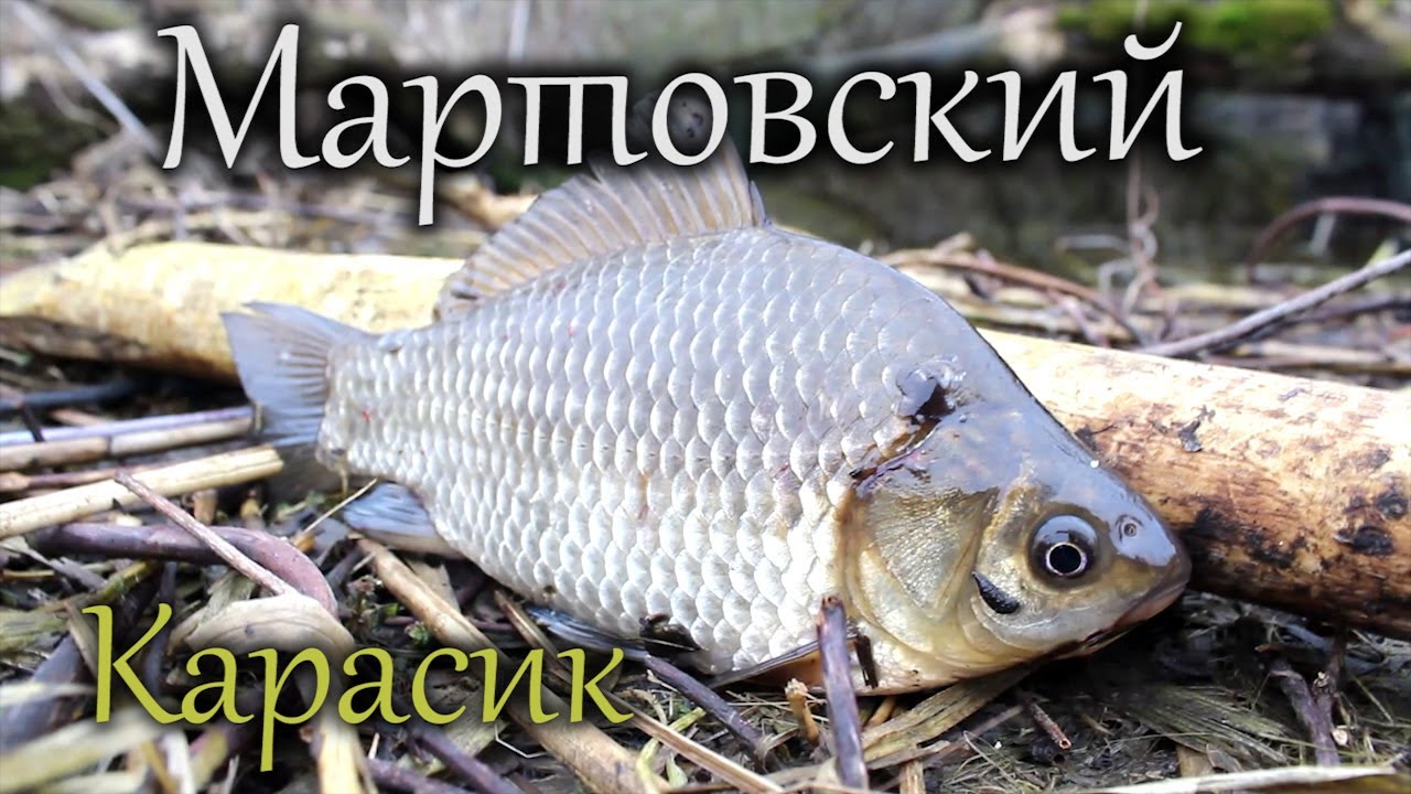 20 лучших видео о рыбалке на карася