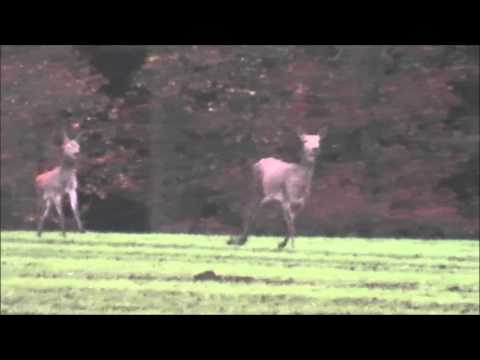 Doublette Rotwildkalb und Alttier .