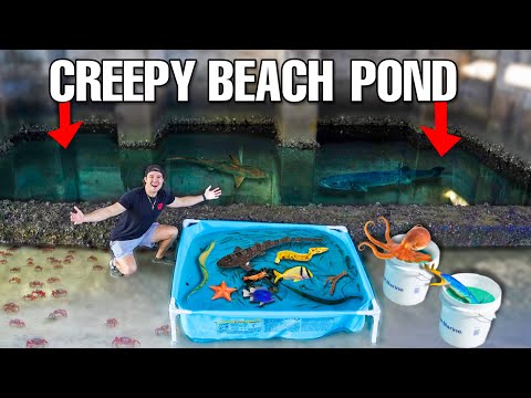 Salzwasserteich mit Gezeitenbecken und Meeresbewohnern in einem unheimlichen Gezeitenbecken gefun...