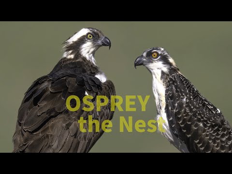 "The Osprey's Nest: A Wildlife Photographer's Dream"
