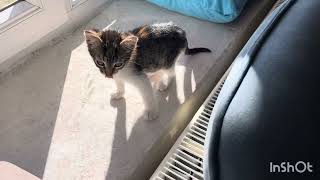 My mother and I planted Maltese and fig saplings.