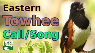 Eastern towhee bird song / call / sound