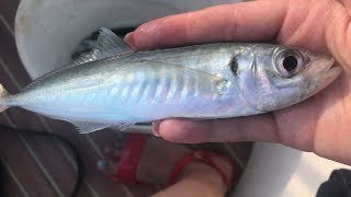 Ловля ставриды в чёрном море