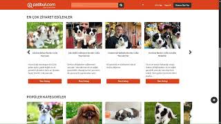 Border Collie Fiyat - Yavru, Satılık & Sahiplendirme İlanları | patibu