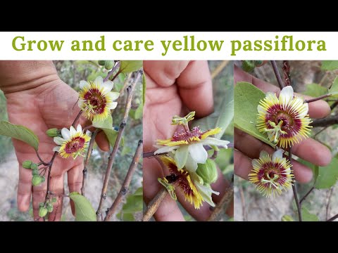 , title : 'Grow And Care Yellow Passiflora | Yellow Passion Flower | Rare Garden | Urdu/हिंदी |'