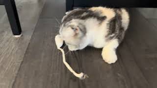 What is Maggie up to?  Do you have a new mouse with catnip! :)))