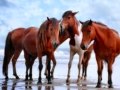 All The Pretty Little Horses sung by Lara Bisserier ...