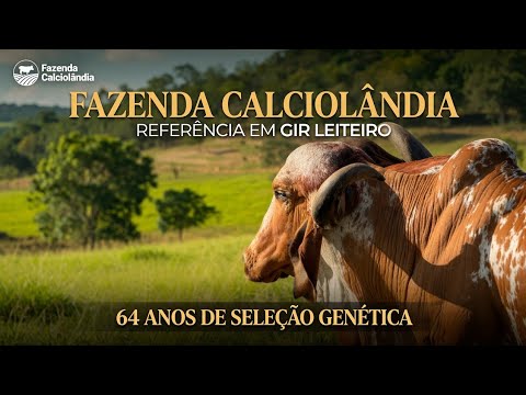 Fazenda Calciolândia: A Maior Referência em Gir Leiteiro do Brasil!  64 Anos de Seleção Genética  