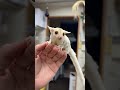 フクロモモンガのYouTubeサムネイル画像