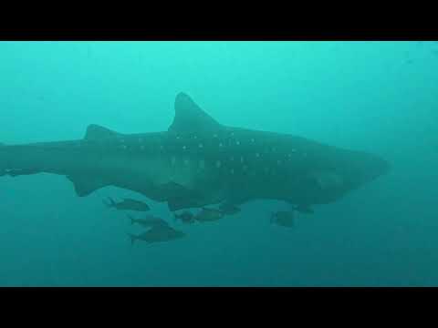 GALAPAGOS ISLANDS - GALAPAGOS SKY (07/2025 )