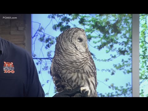 'An Evening of Wild Discovery' at the 2025 Beardsley Zoo Gala - YouTube