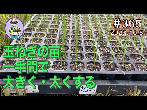 園芸 ロカンボレ玉ねぎ、カタウィッサ玉ねぎ