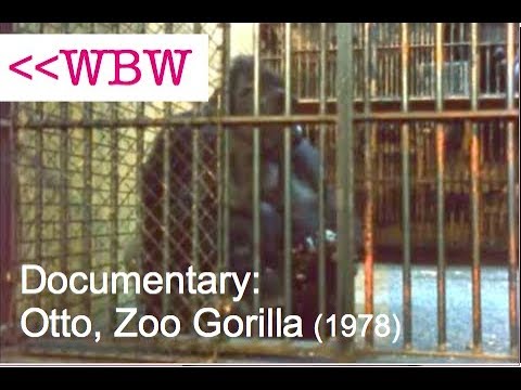 Gorilla Zoo Keeping in the 70's 1/3