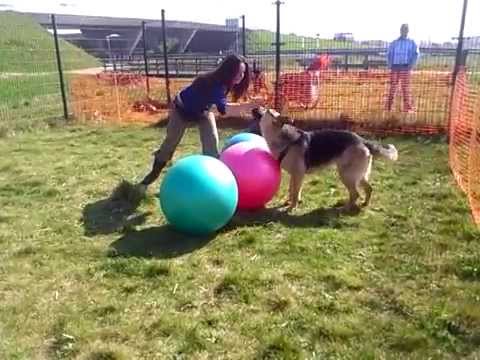 Gevorderde cursus Treibball Sara
