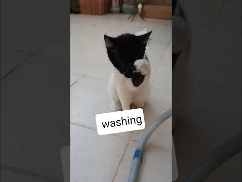 Hanging Laundry with A cute Kitten🐾👍💗//HOW Do you WASH your face Padi?🐾🐼//Morning 'Cutie Pie'😚😋 🥧