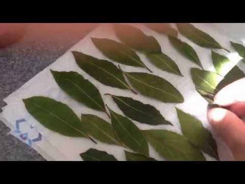 download lagu mp3 mp4 How To Dry Fresh Bay Leaves, download lagu How To Dry Fresh Bay Leaves gratis, unduh video klip How To Dry Fresh Bay Leaves